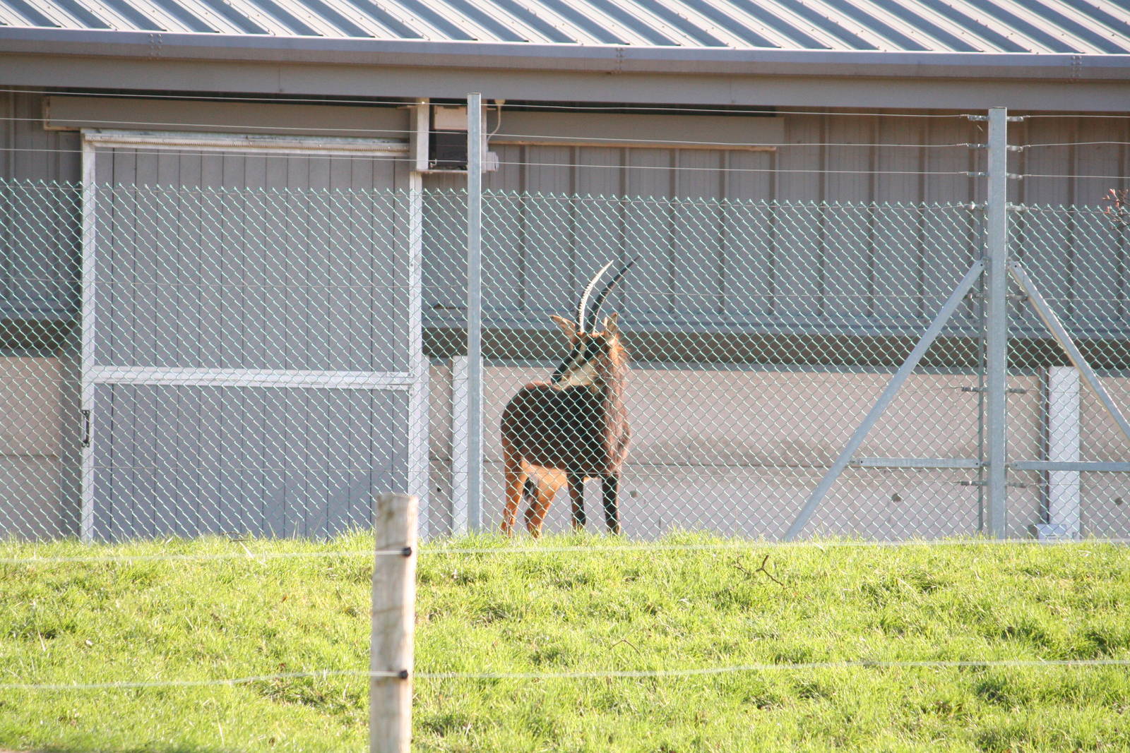 Black sable antelope