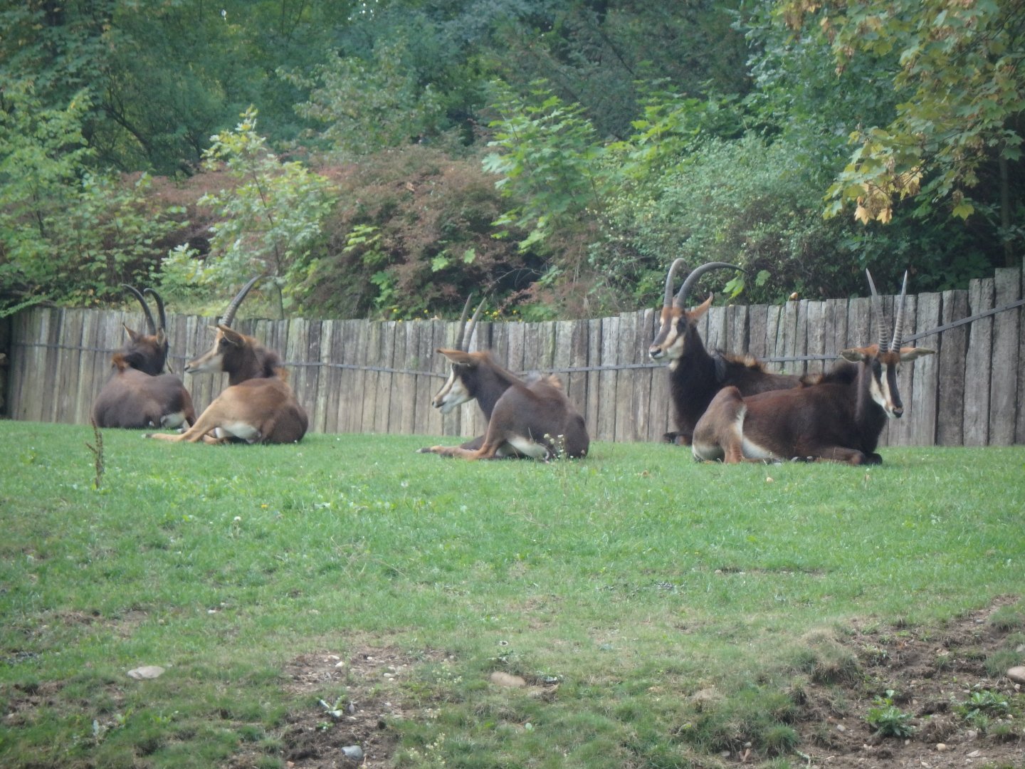 Black sable antelope