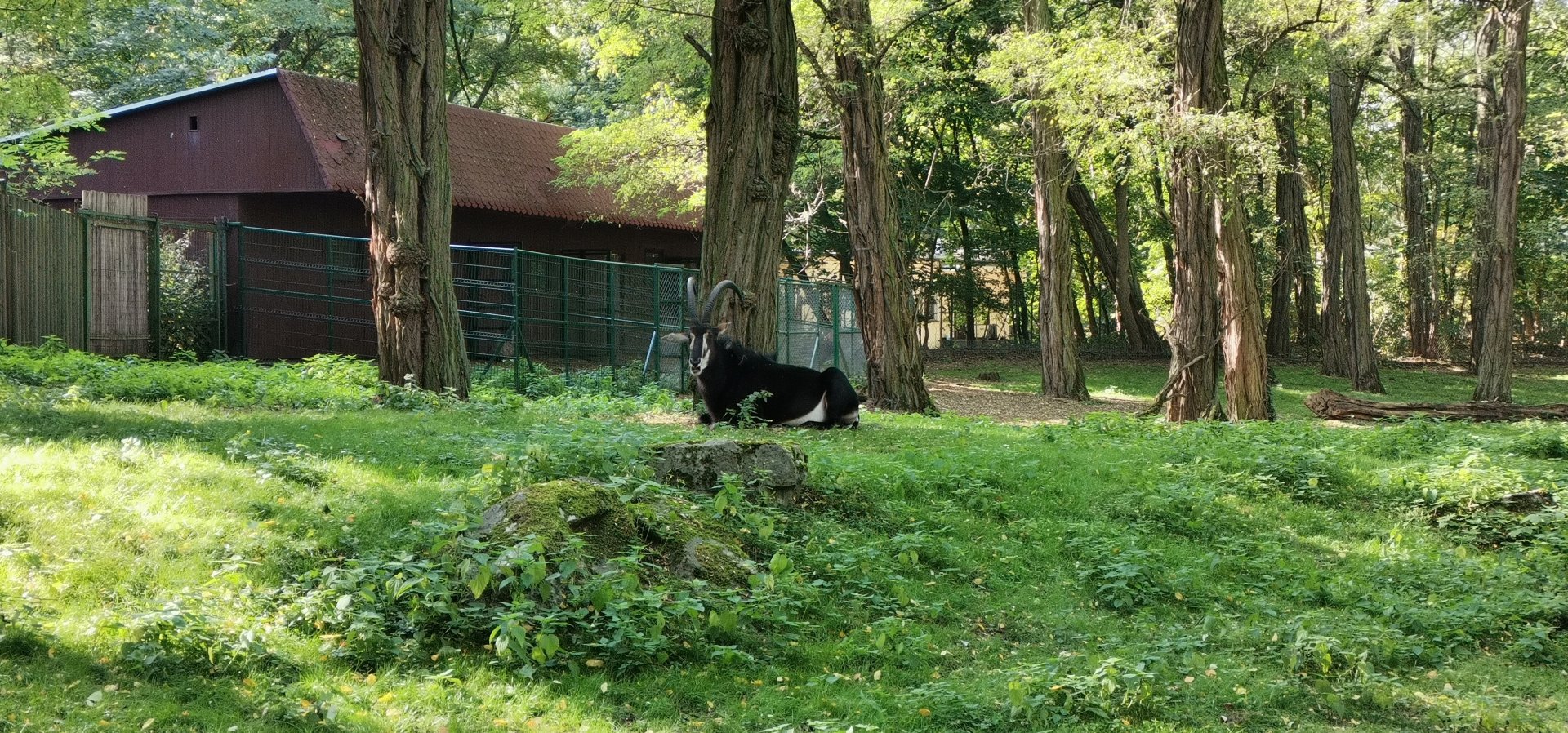 Black Sable Antelope