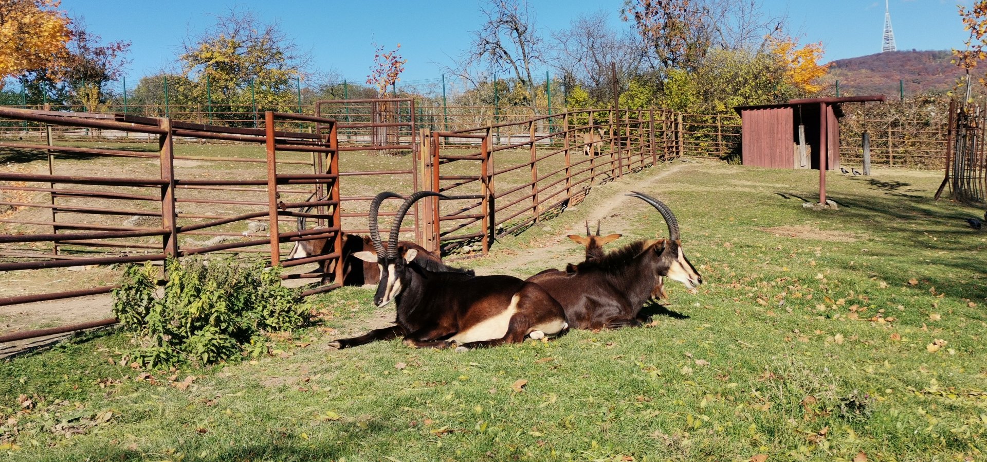 Black Sable Antelope
