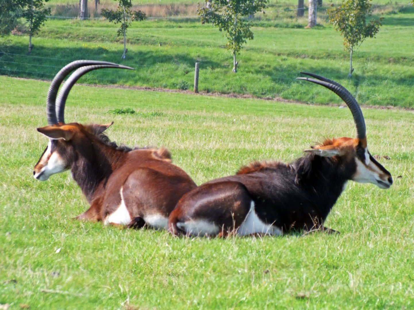 Black sable antelope