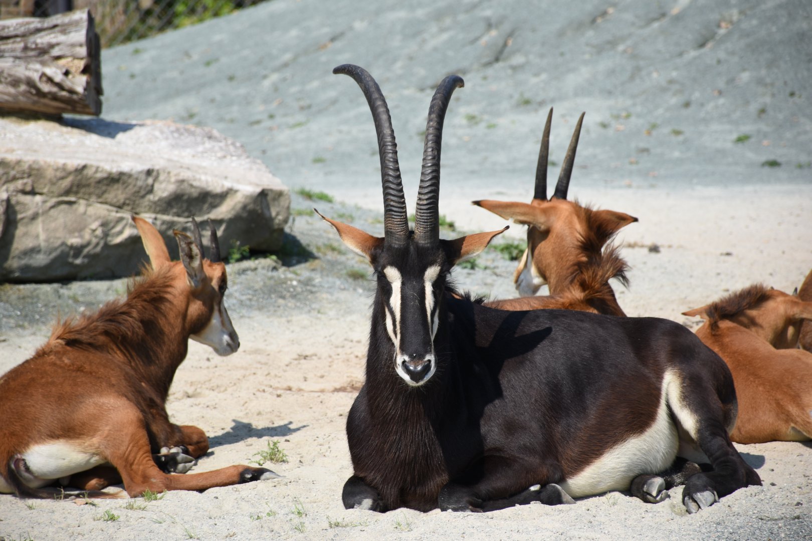 Black sable antelope