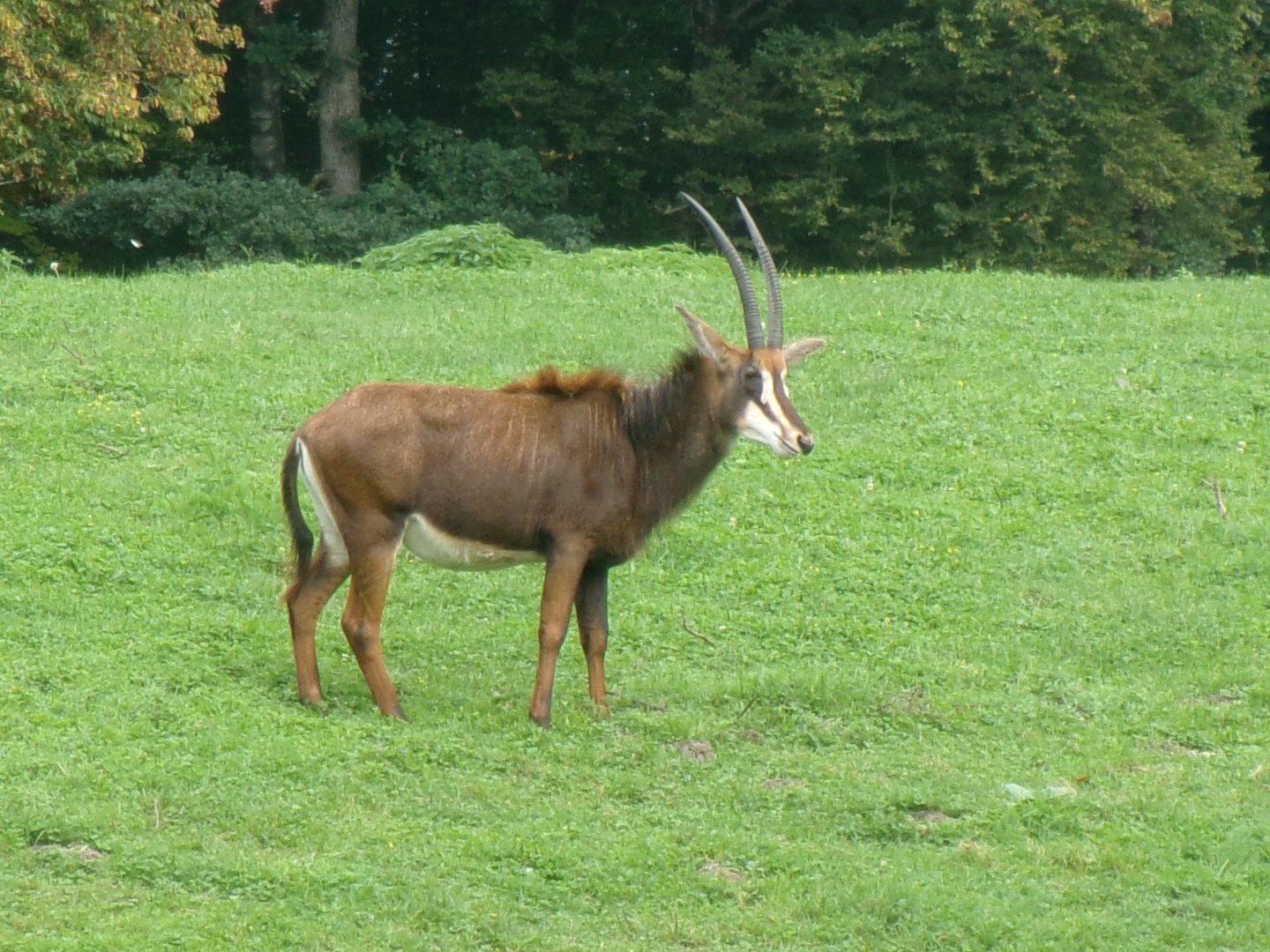 Black sable antelope