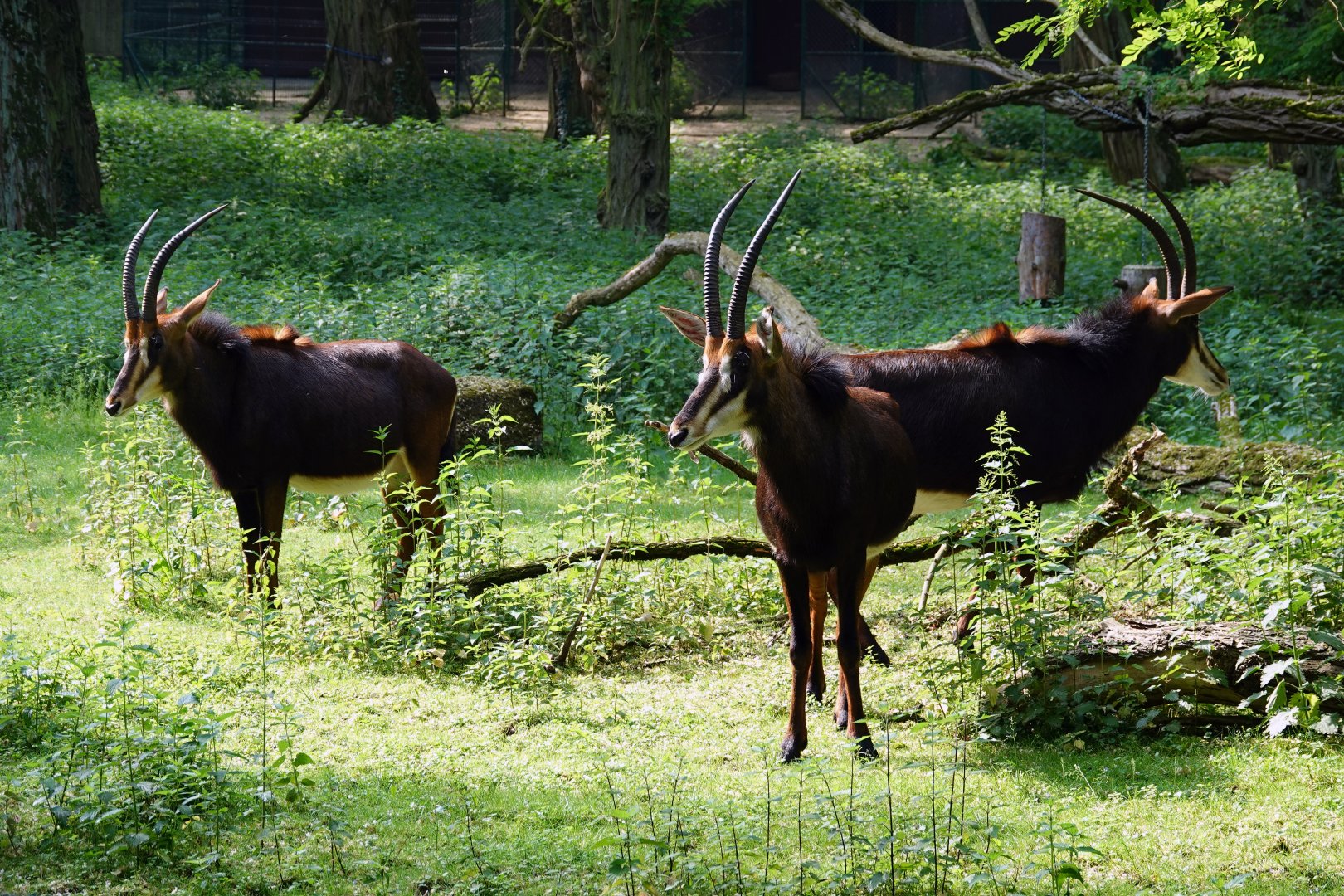 Black sable antelope