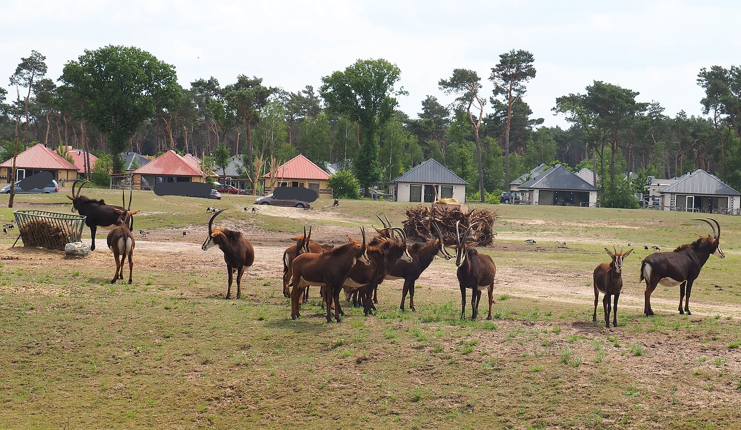 Black sable antelopes (Hippotragus niger niger), 2022-06-12