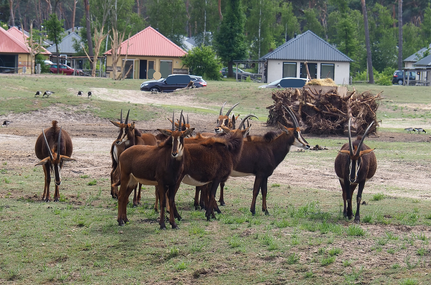 Black sable antelopes (Hippotragus niger niger), 2022-06-12