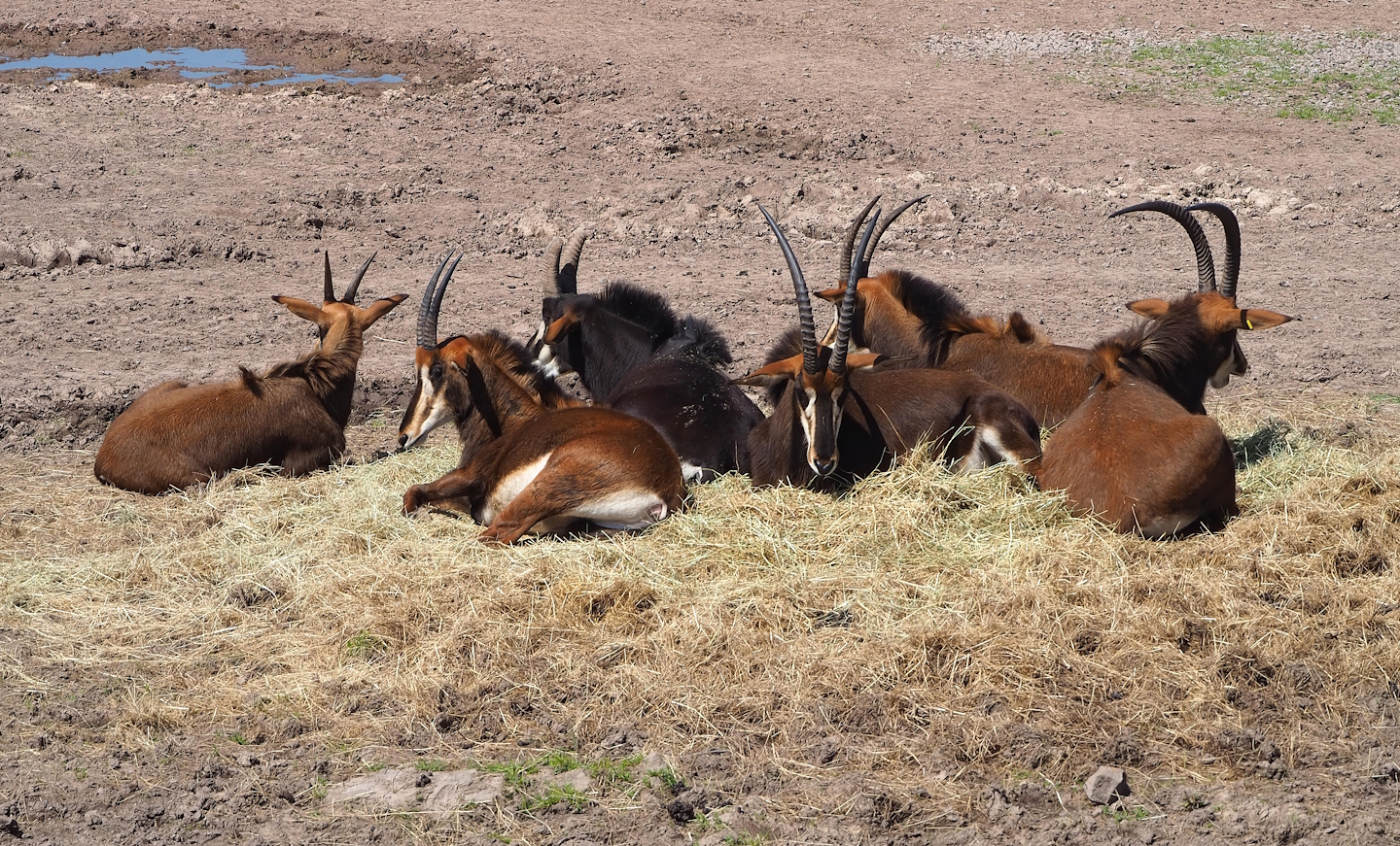 Black sable antelopes (Hippotragus niger niger), 2023-05-19