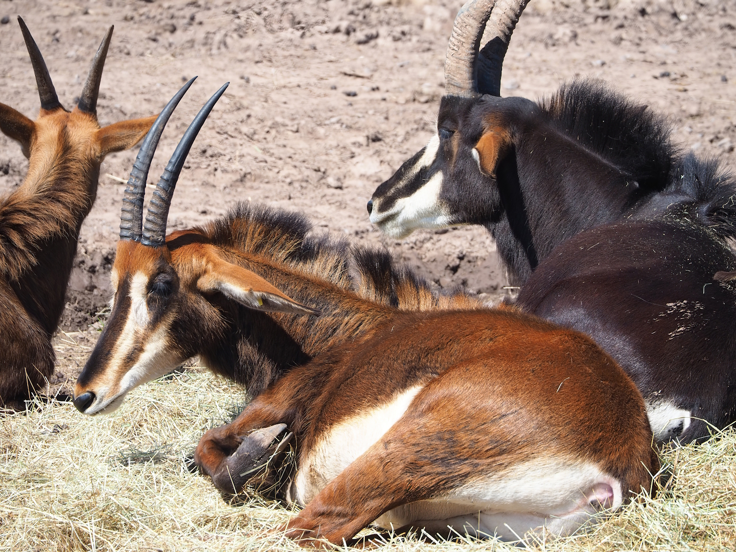 Black sable antelopes (Hippotragus niger niger), 2023-05-19