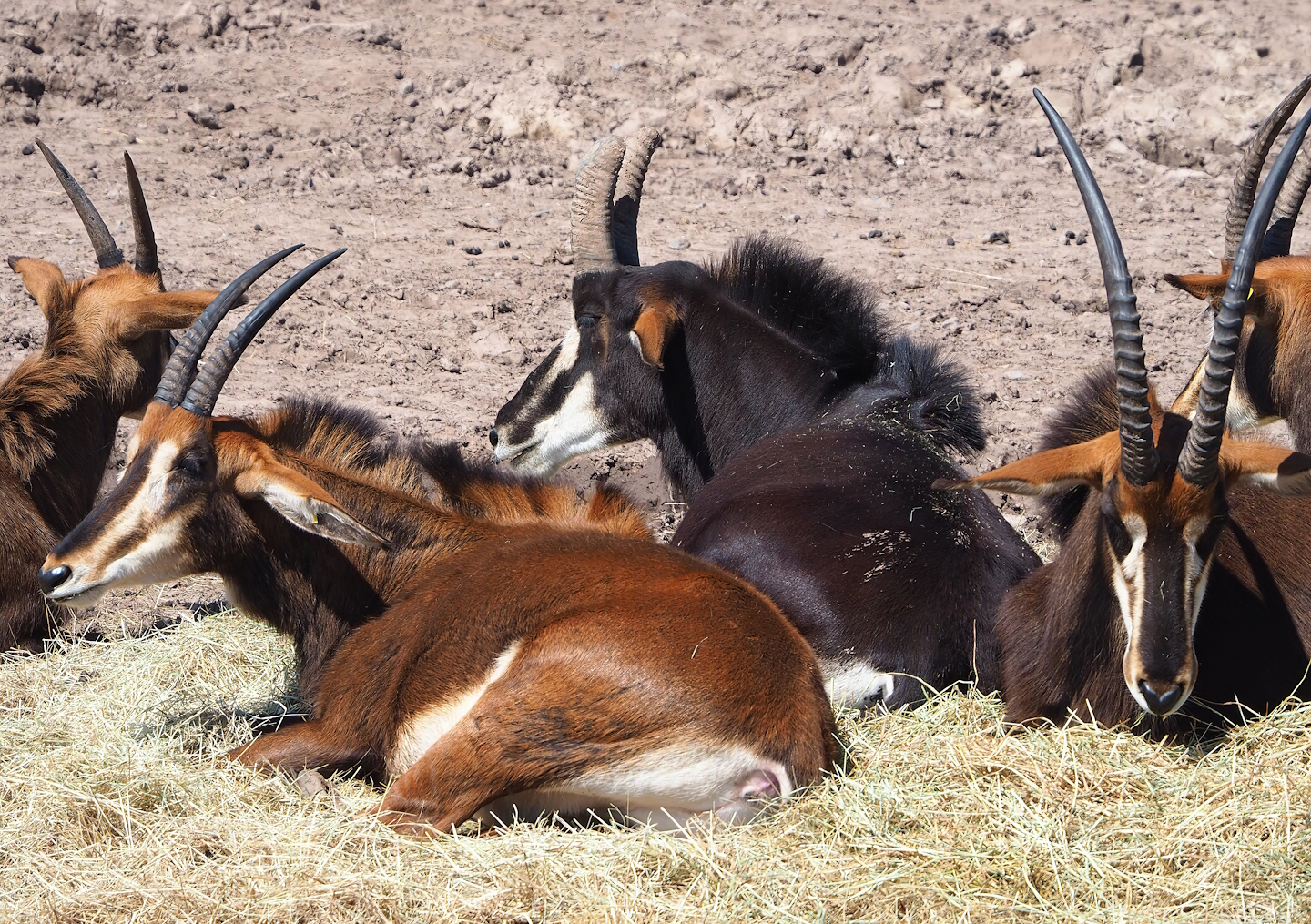 Black sable antelopes (Hippotragus niger niger), 2023-05-19