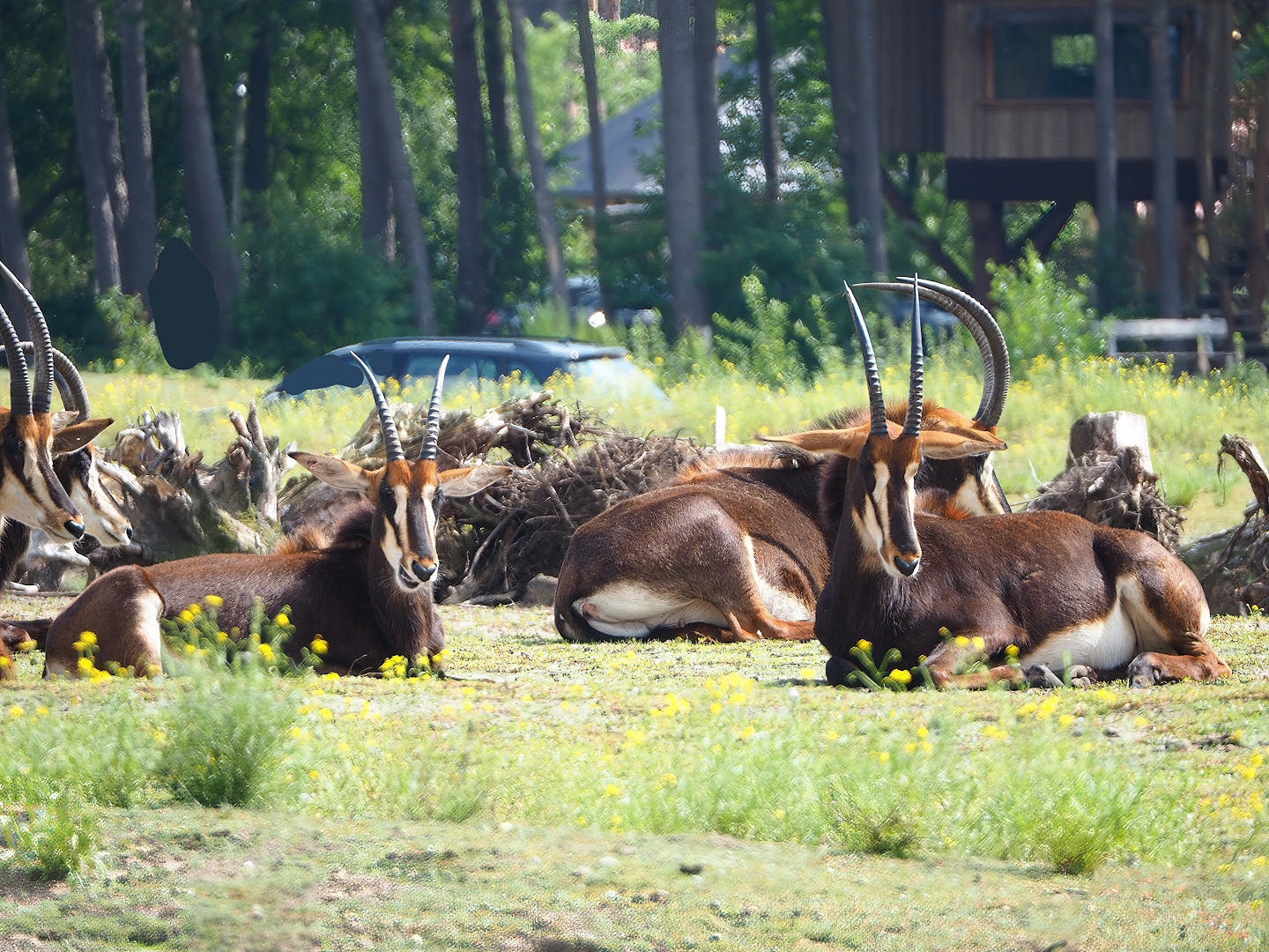Black sable antelopes (Hippotragus niger niger), 2023-08-15