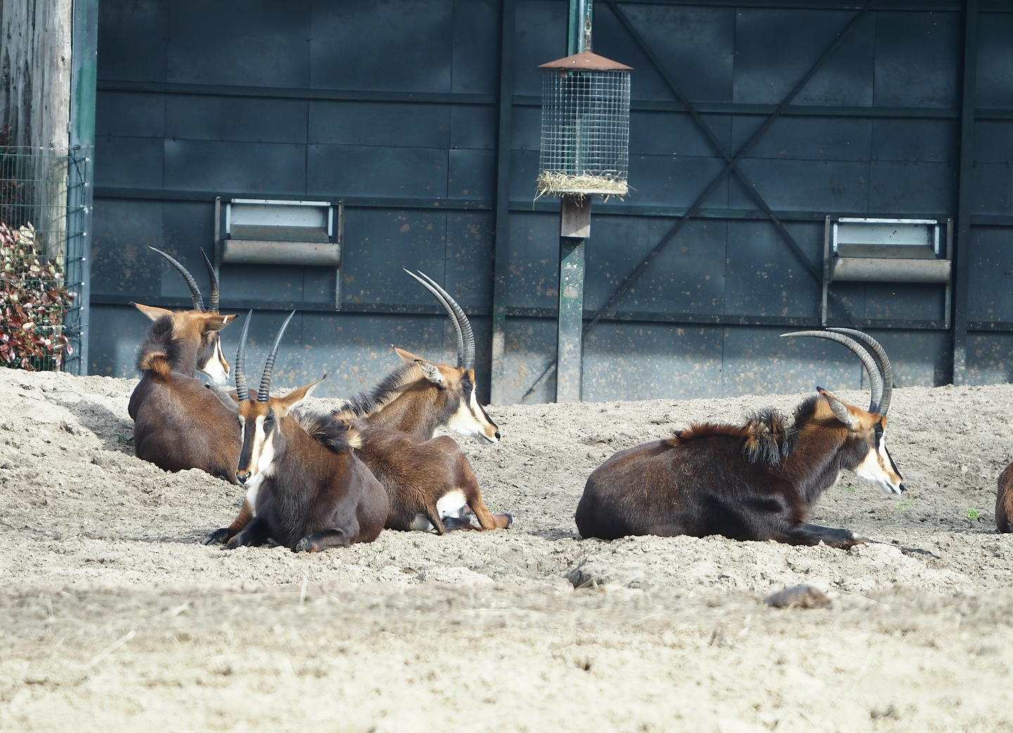 Black sable antelopes (Hippotragus niger niger), 2024-04-06