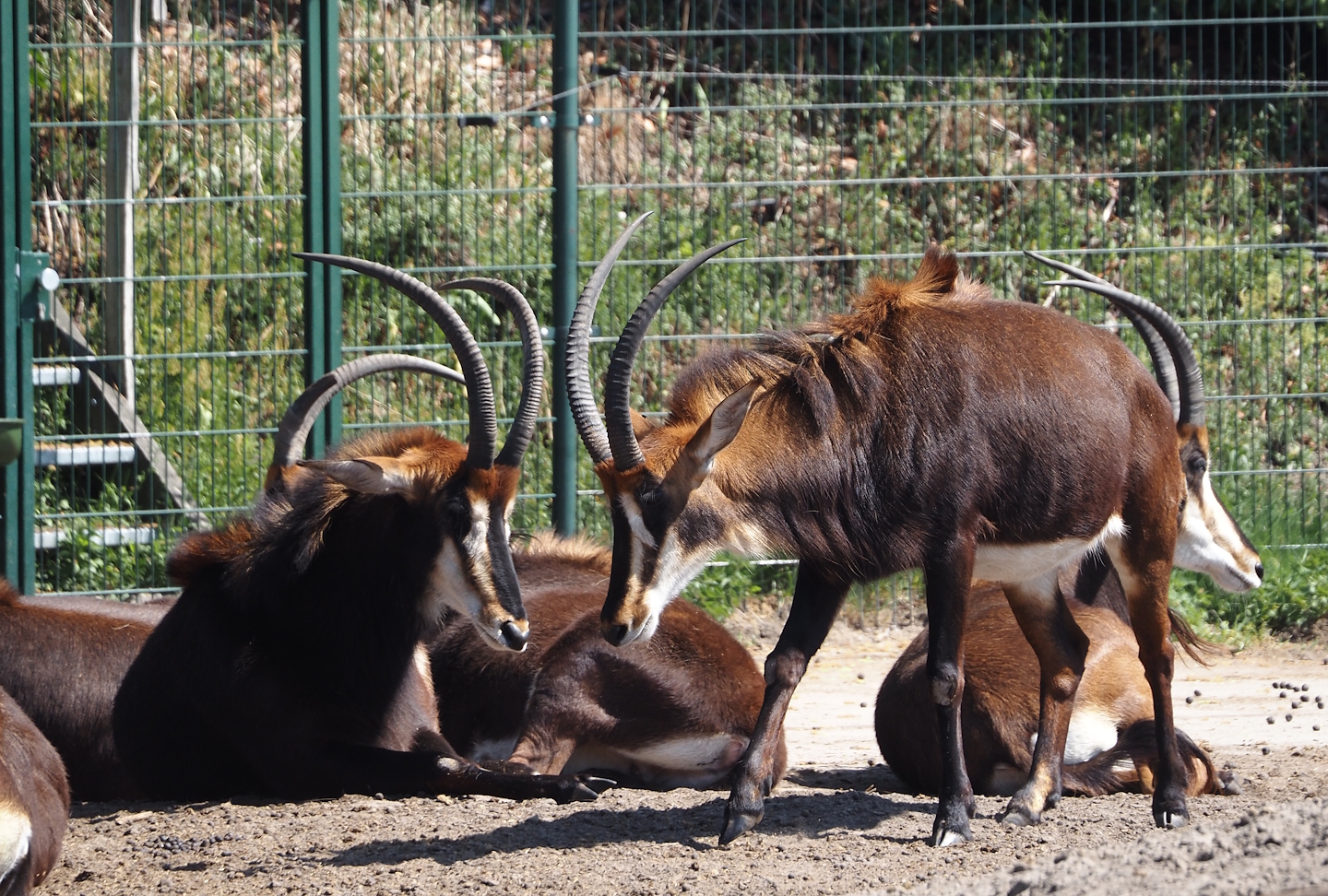 Black sable antelopes (Hippotragus niger niger), 2025-04-30