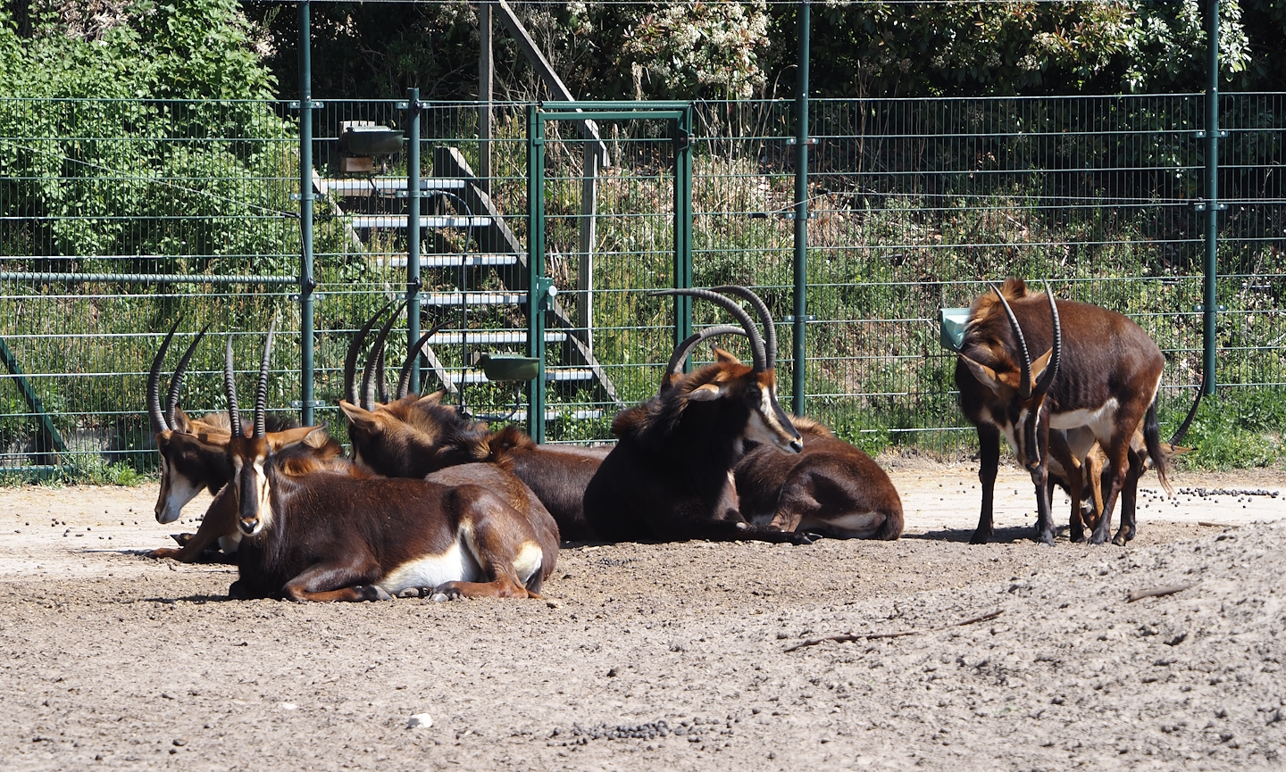 Black sable antelopes (Hippotragus niger niger), 2025-04-30