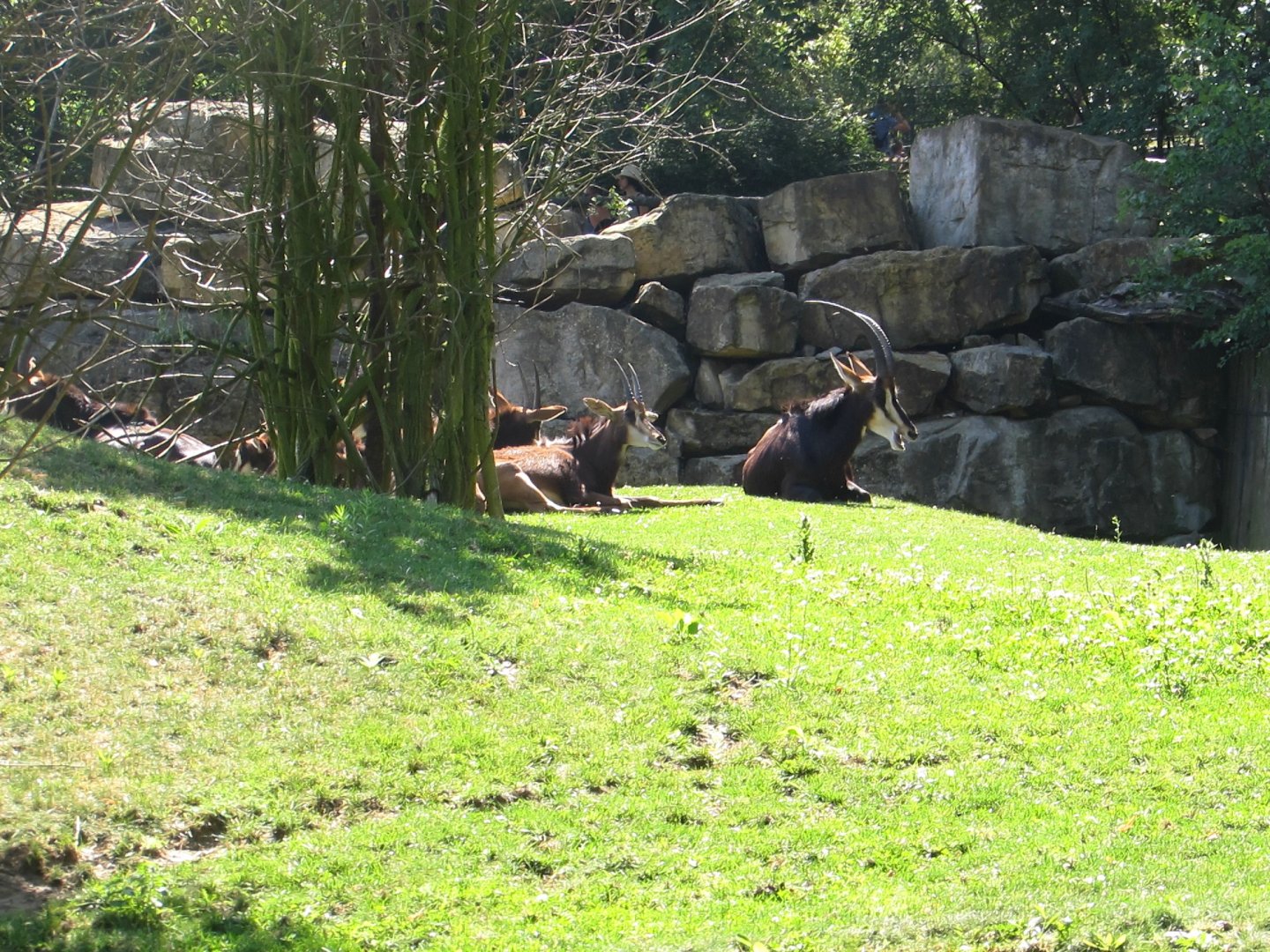 Black Sable Antelopes -July/2017