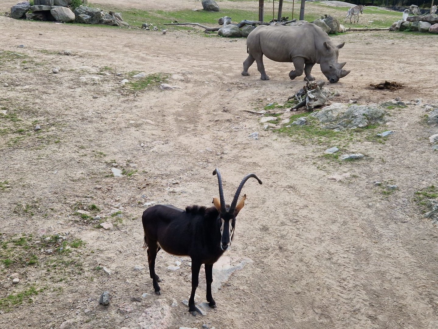 Black sable/ White Rhino