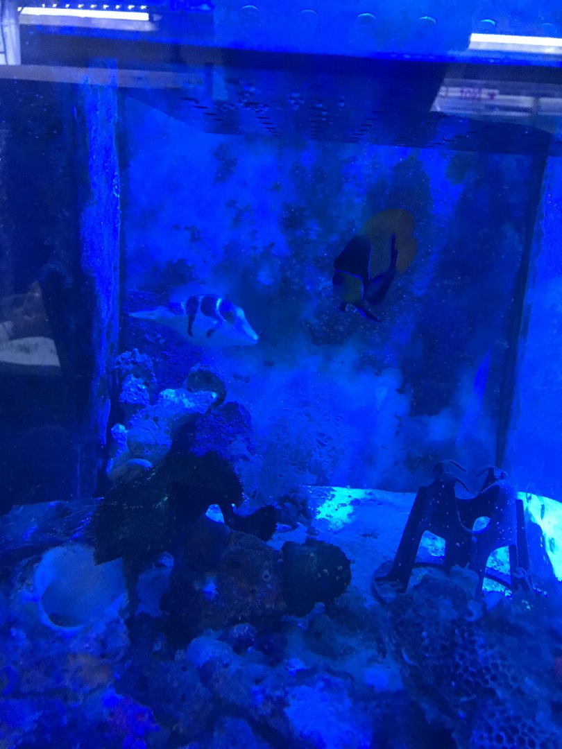 Black Saddled Toby and Majestic Angelfish