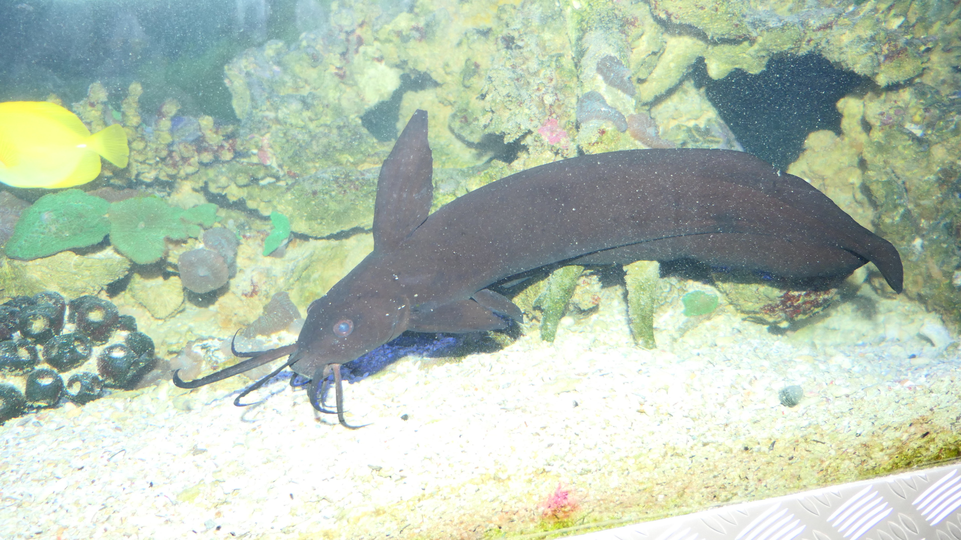 Black Sailfin Catfish (Paraplotosus butleri) - Cicerello's Aquarium, Fremantle