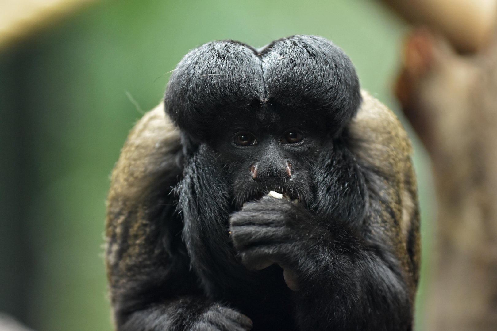 Black Saki (Chiropotes chiropotes)