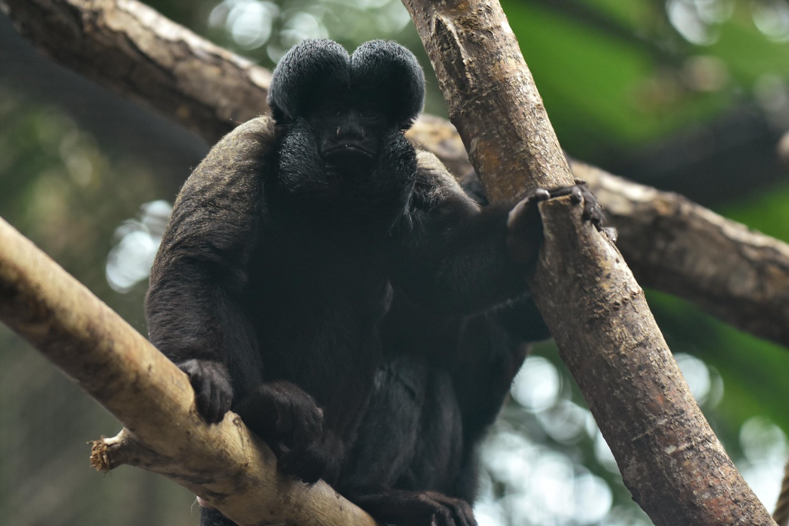 Black Saki (Chiropotes chiropotes)