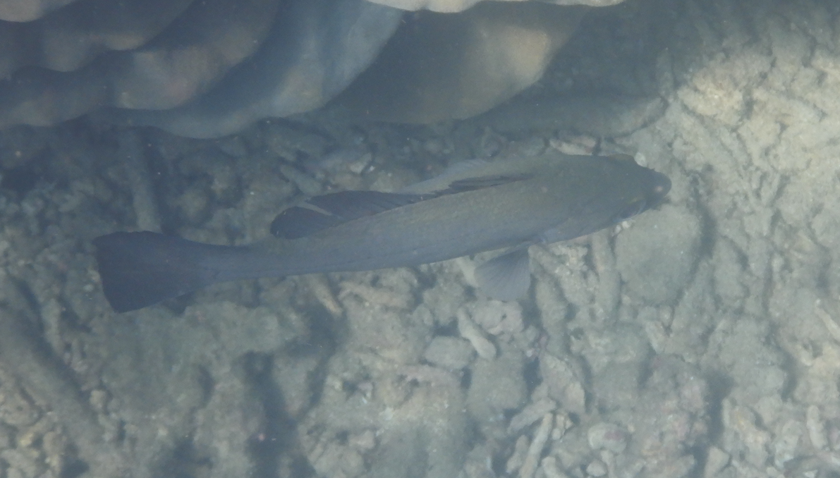 Black Sand Bass (Psammoperca datnioides)