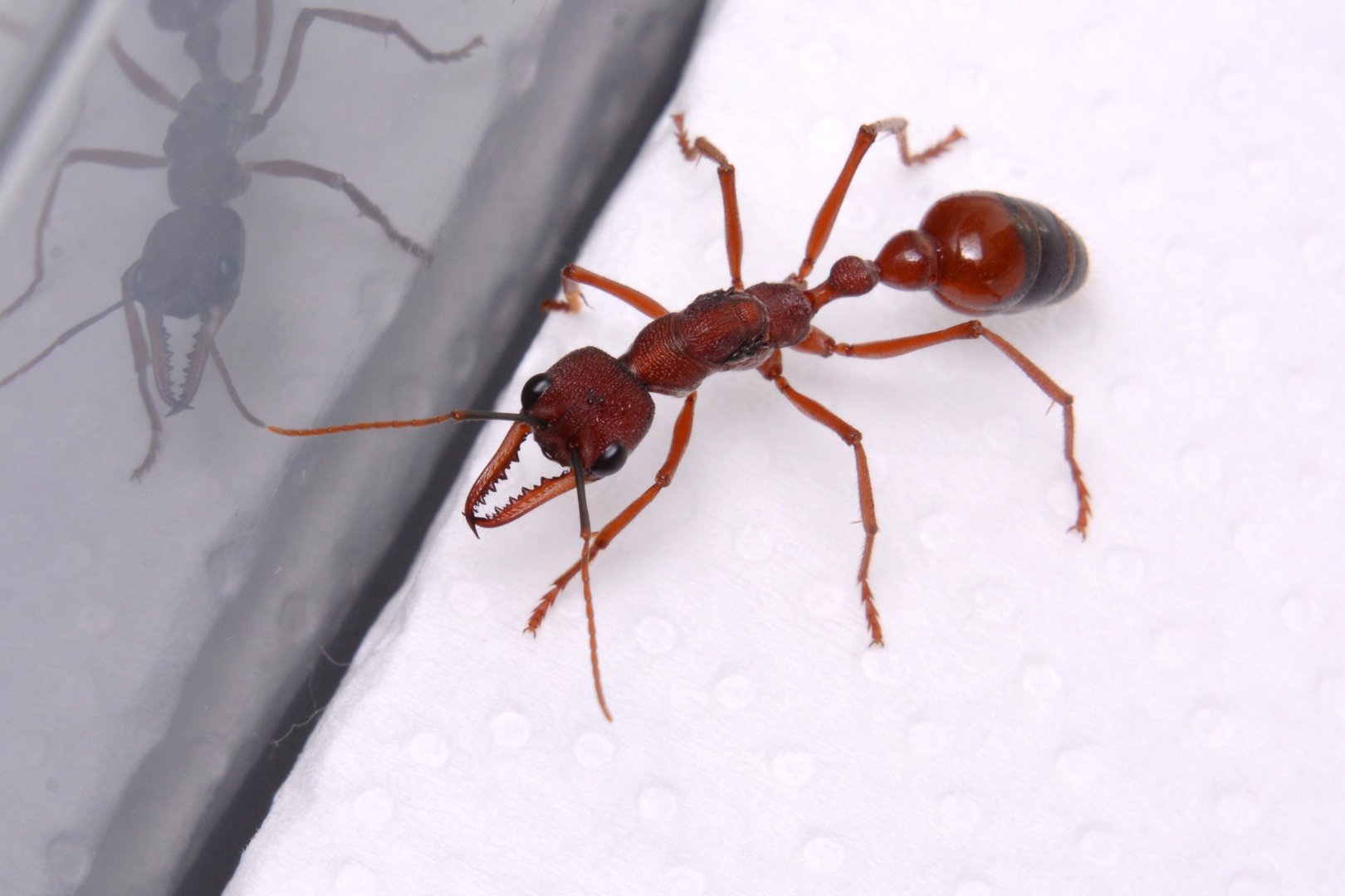 Black-scaped bull ant (Myrmecia nigriscapa)