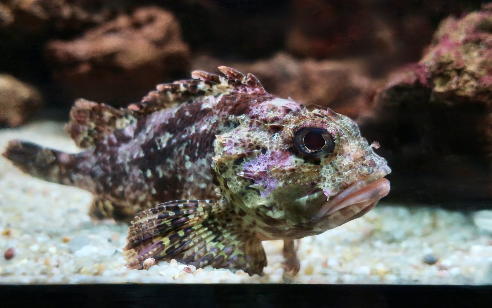 Black Scorpionfish (Scorpaena porcus)