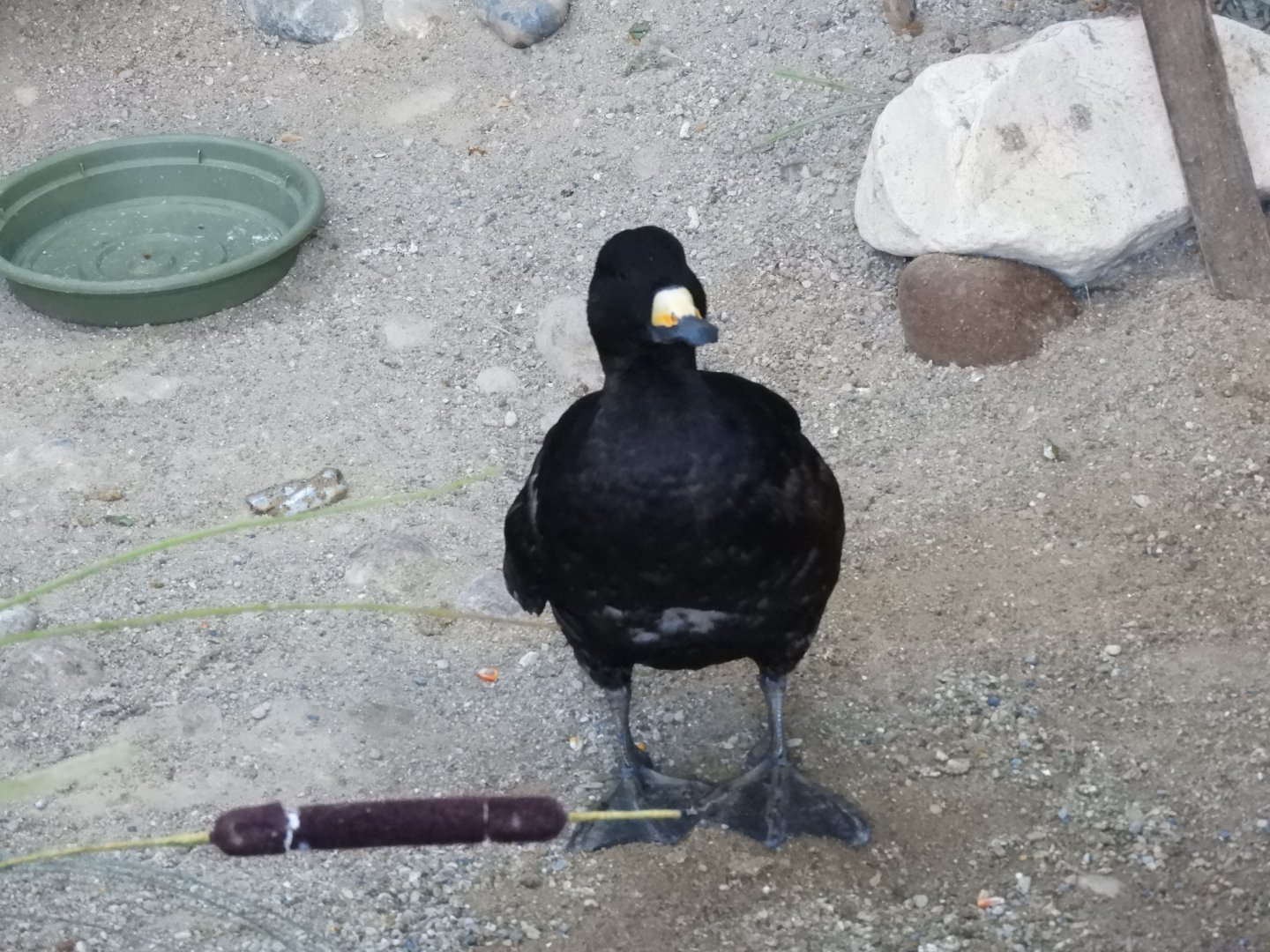 Black Scoter (Melanitta americana)