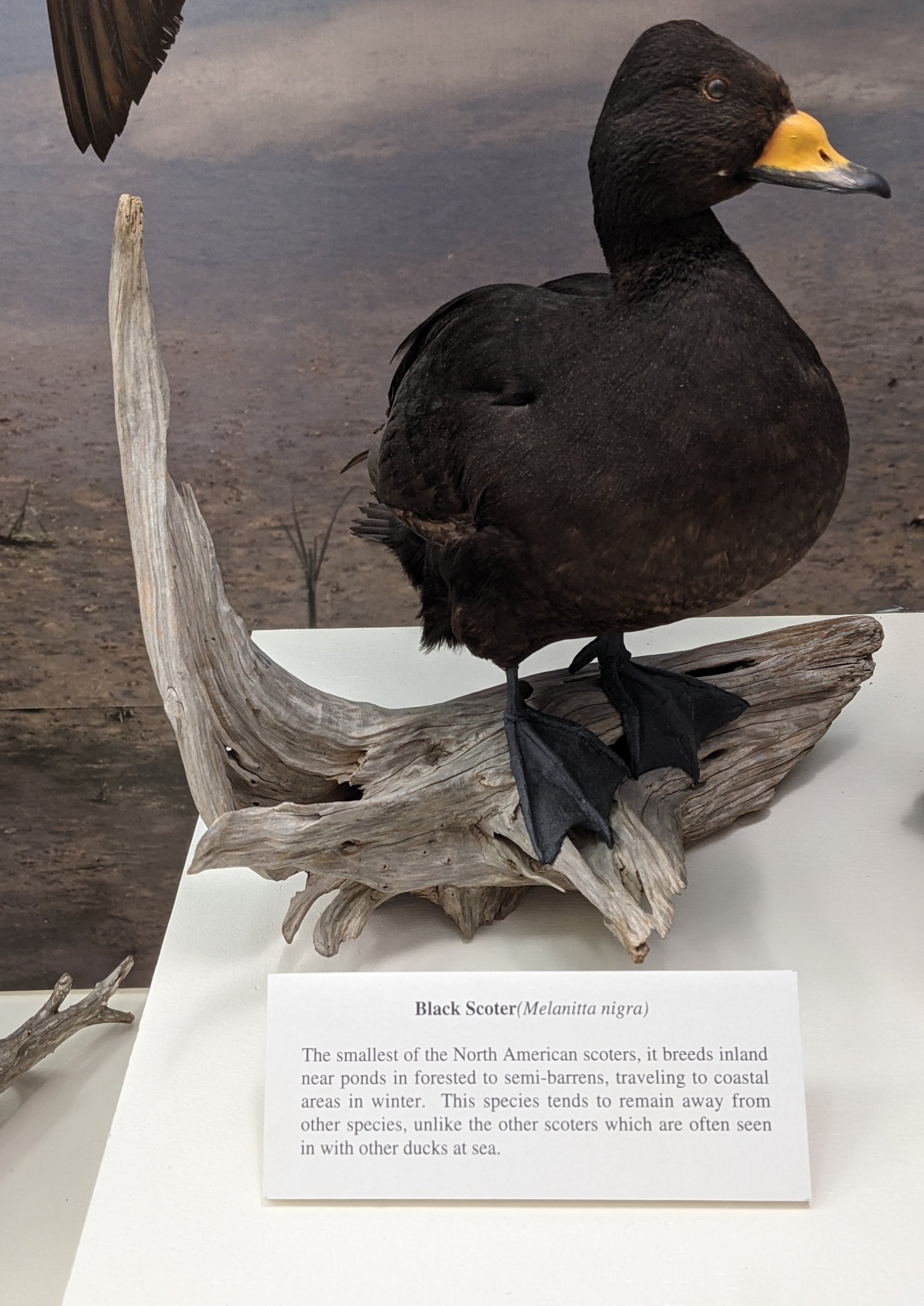 Black scoter (Melanitta americana)