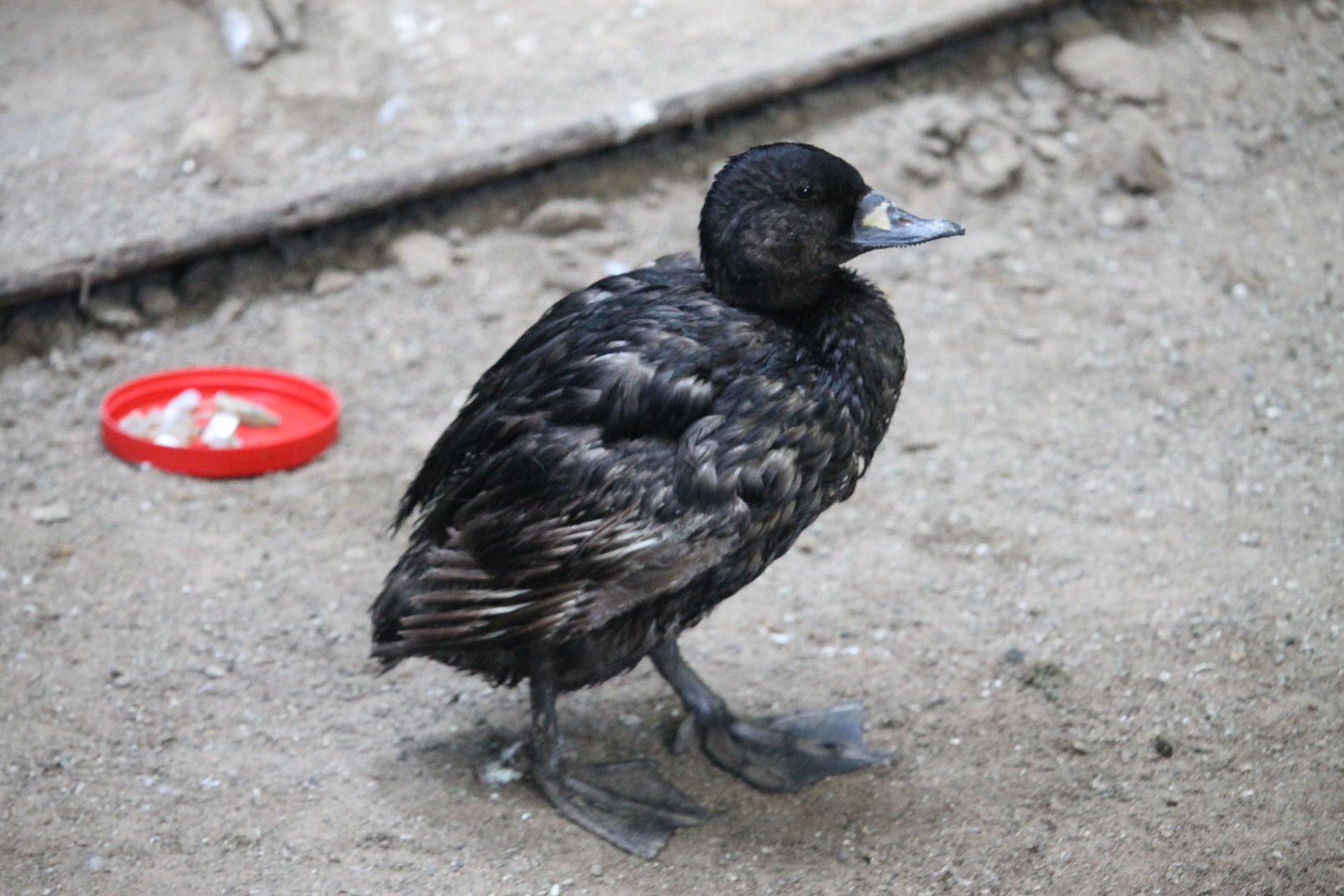 Black scoter (Melanitta americana)