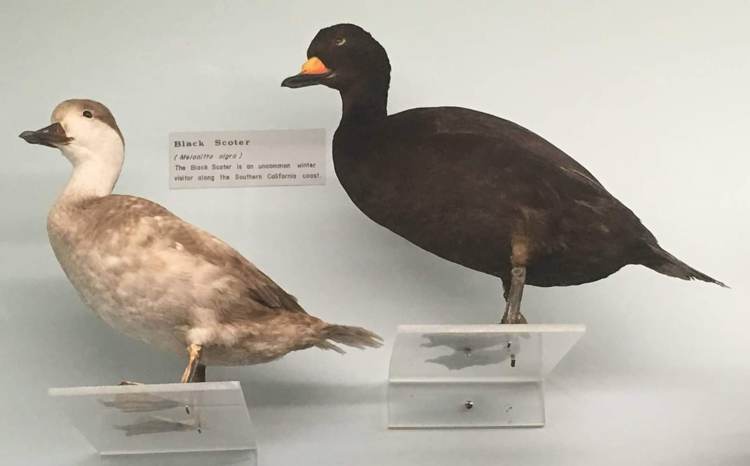 Black scoter (Melanitta nigra)  Female (Left) and Male (Right)