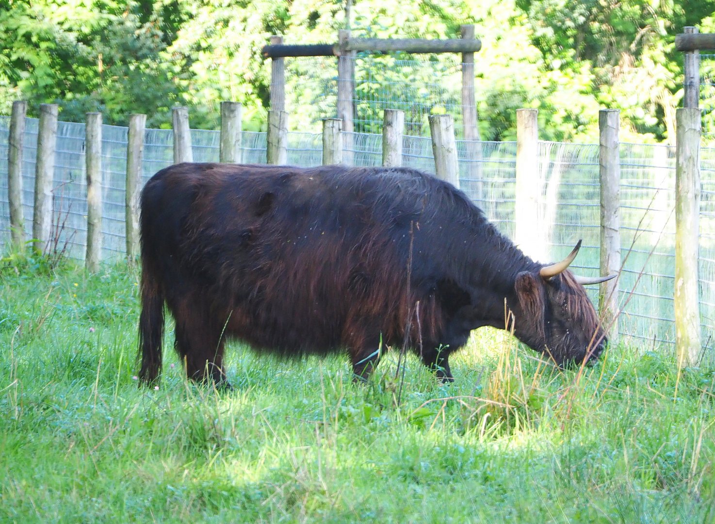Black Scottish Highland cattle (Bos taurus), 2021-08-15