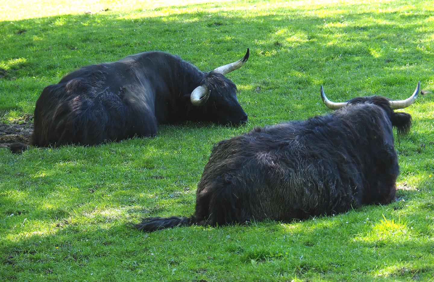 Black Scottish Highland cattle (Bos taurus taurus), 2021-05-29