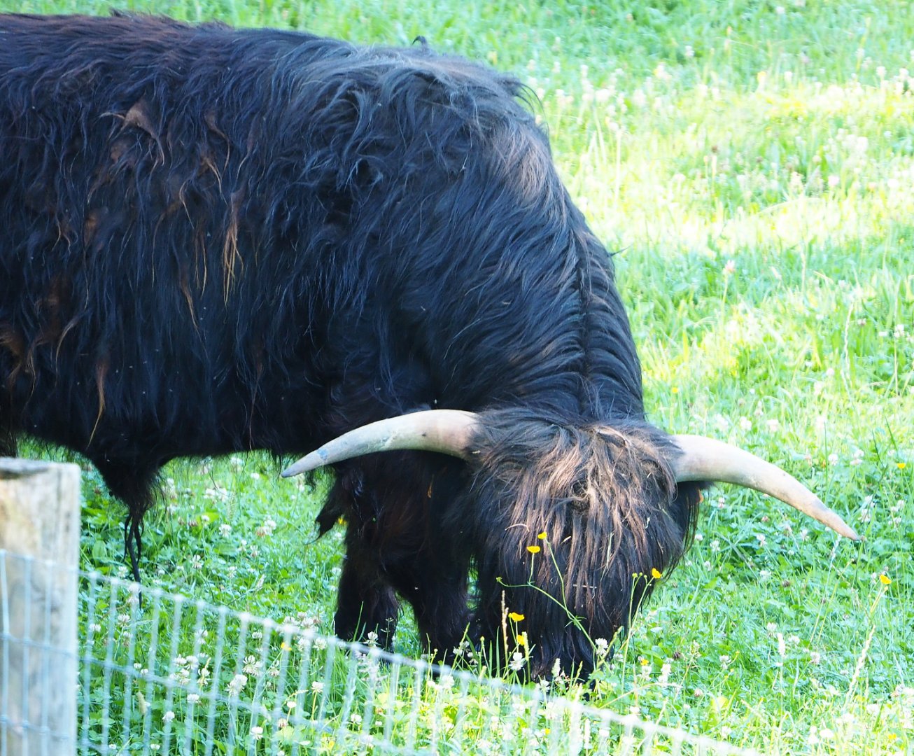 Black Scottish Highland cattle bull (Bos taurus taurus), 2020-07-12