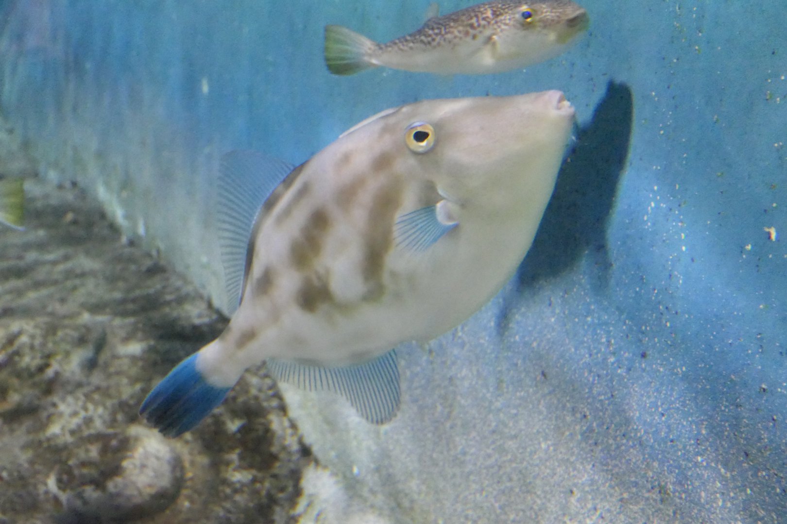 Black Scraper (Thamnaconus modestus) - Uozu Aquarium