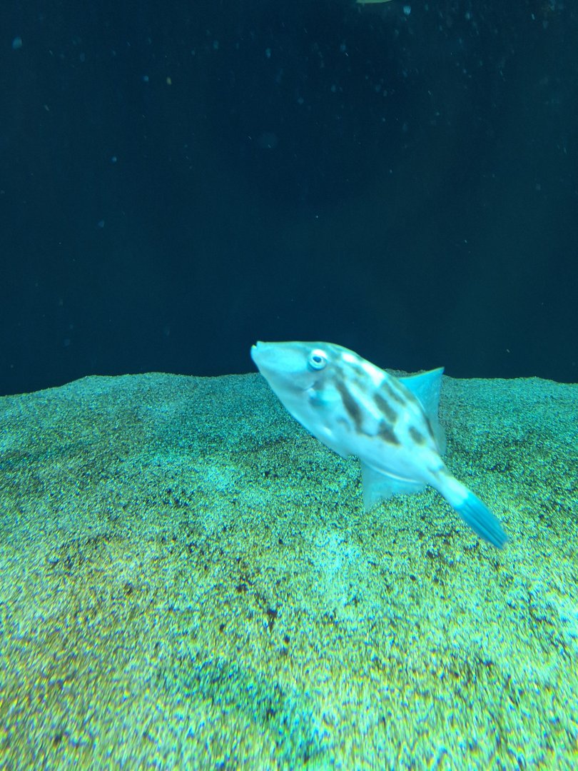 Black scraper (Thamnaconus modestus)