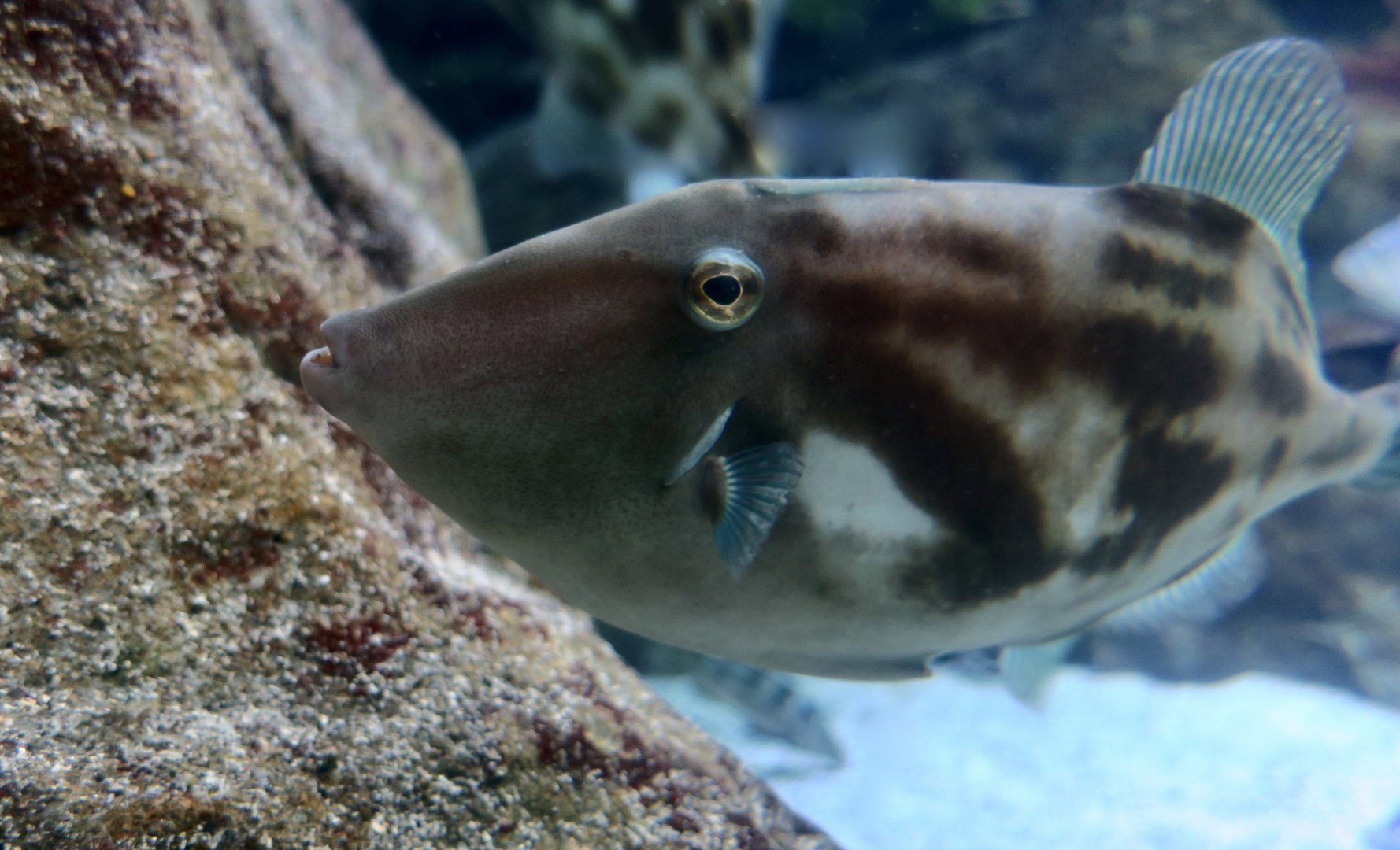 Black Scraper (Thamnaconus modestus)