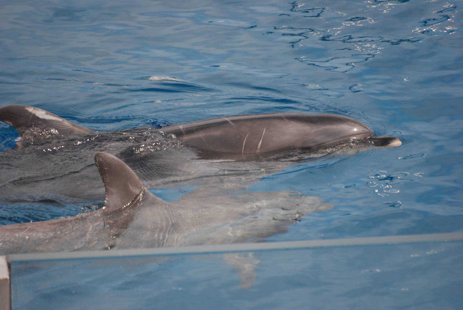 Black Sea and Atlantic Bottle-nosed Dolphins at Oceanografic, 29/05/11