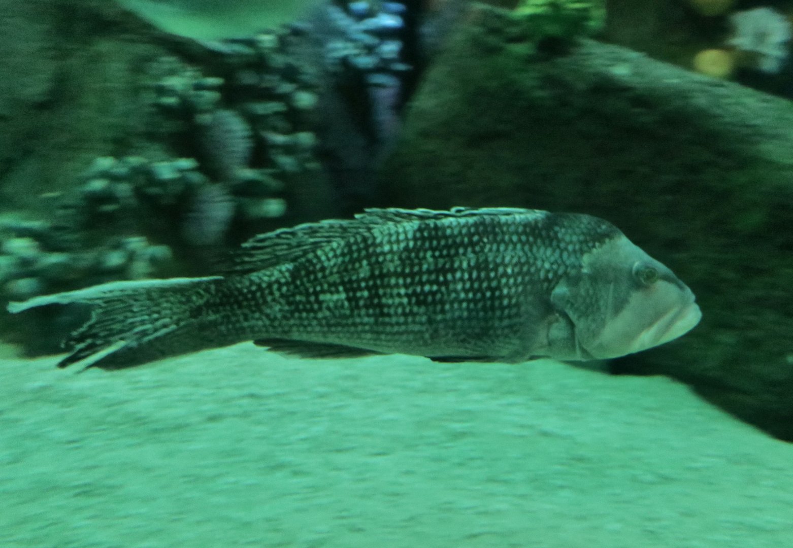 Black Sea Bass (Centropristis striata)