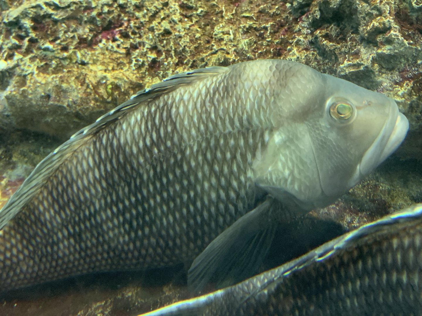 Black Sea Bass (Centropristis striata)