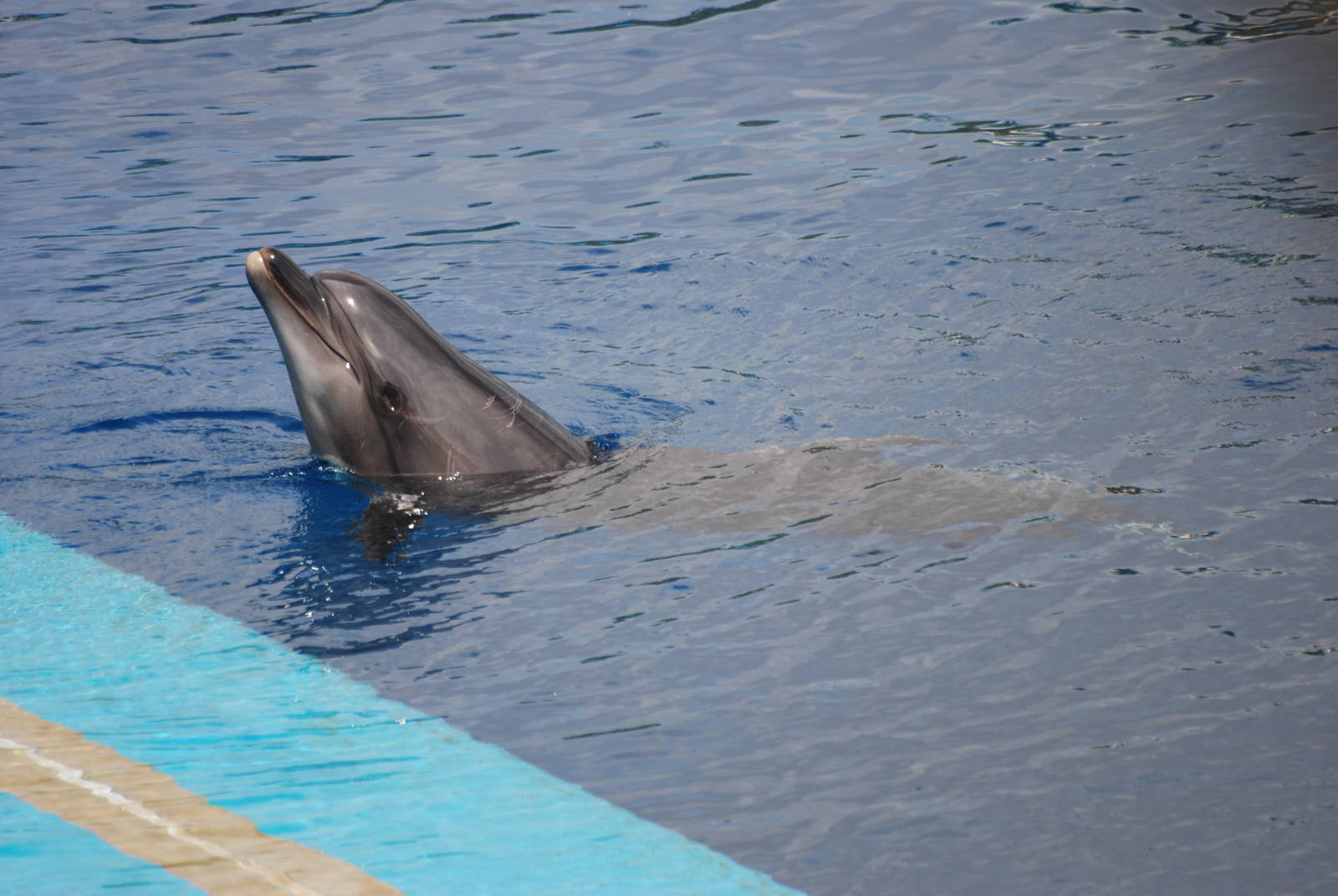 Black Sea Bottle-nosed Dolphin at Oceanografic, 29/05/11