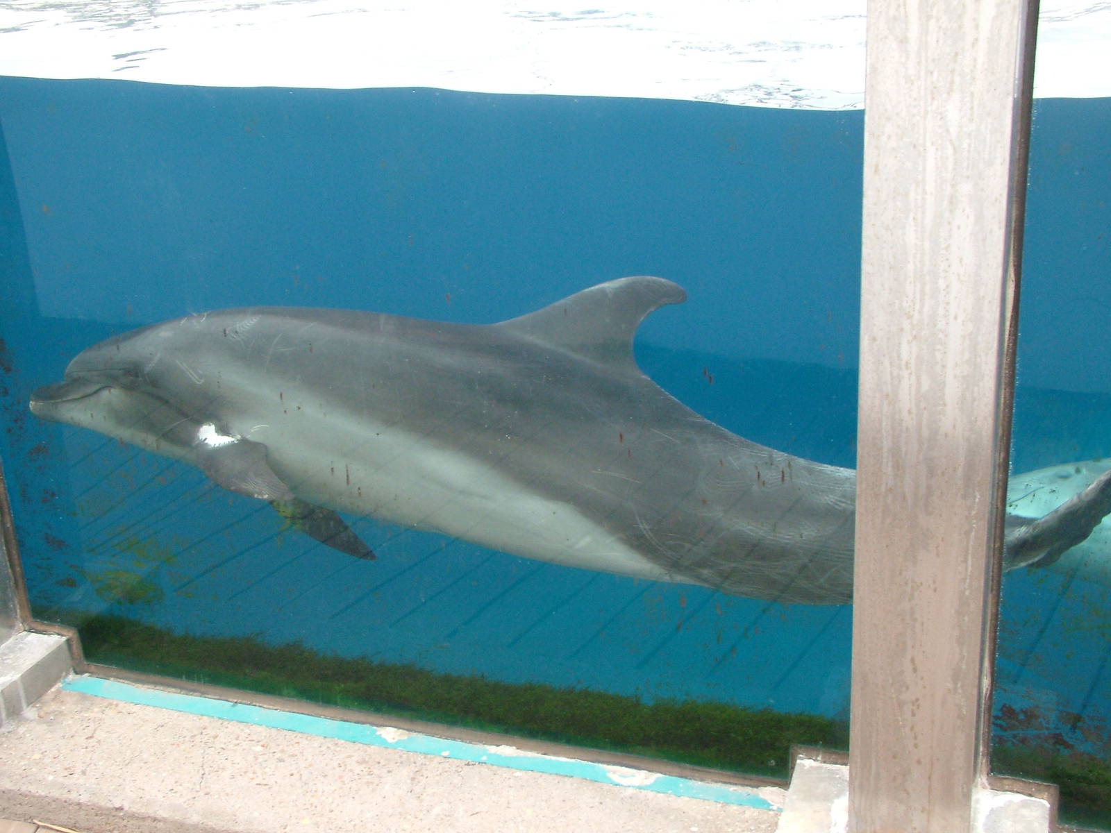 Black Sea Bottle-nosed Dolphin at Oceanografic, 29/05/11