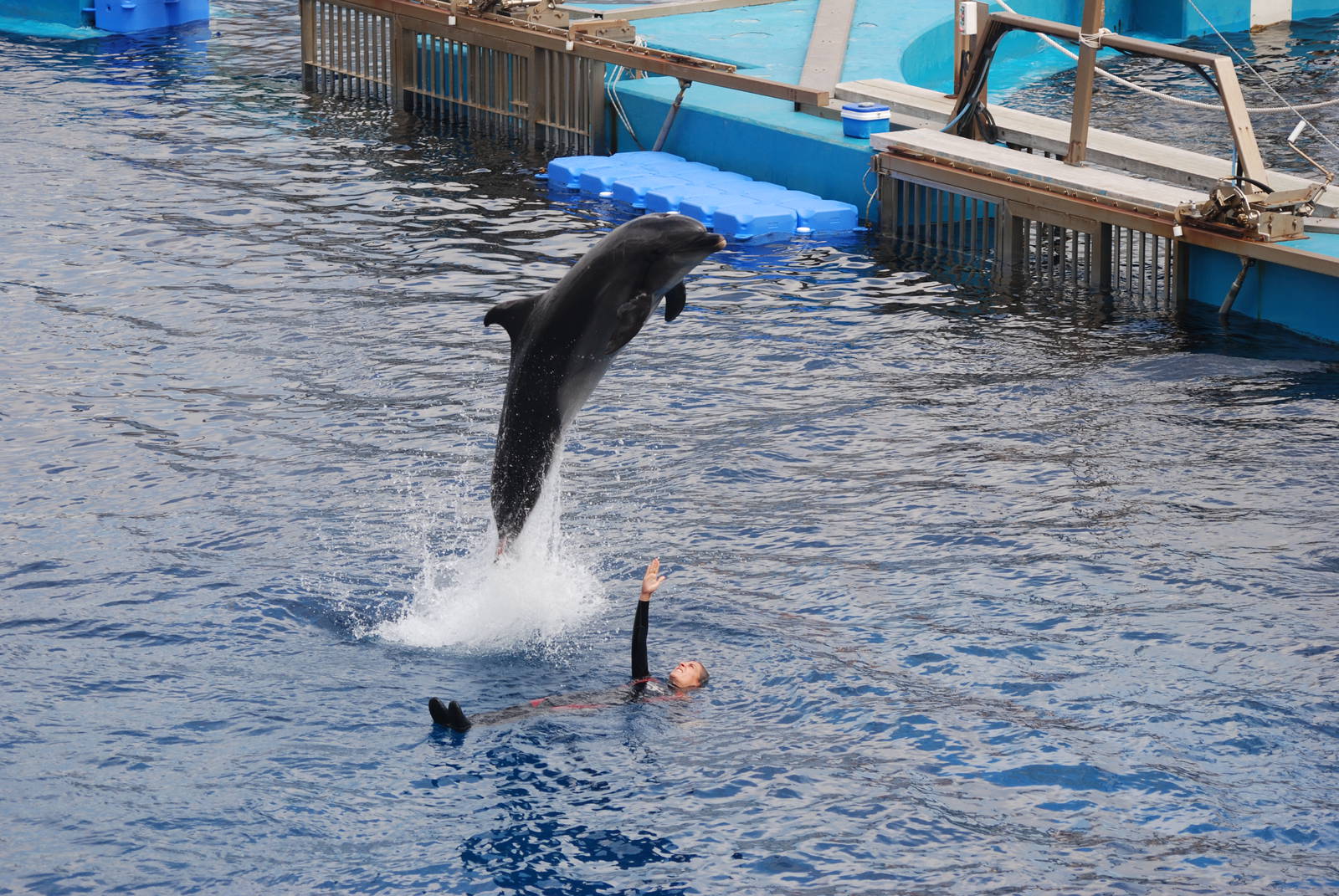 Black Sea Bottle-nosed Dolphin at Oceanografic, 29/05/11