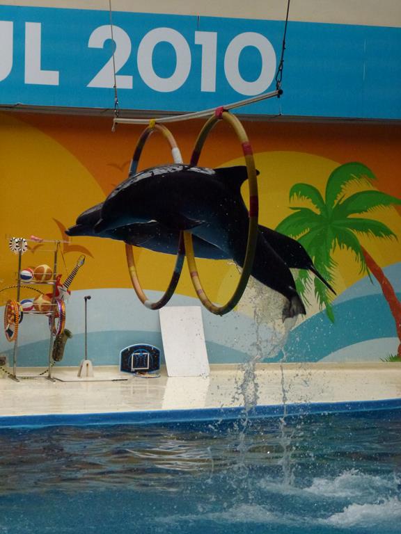 Black Sea bottlenose dolphins, June 2013.