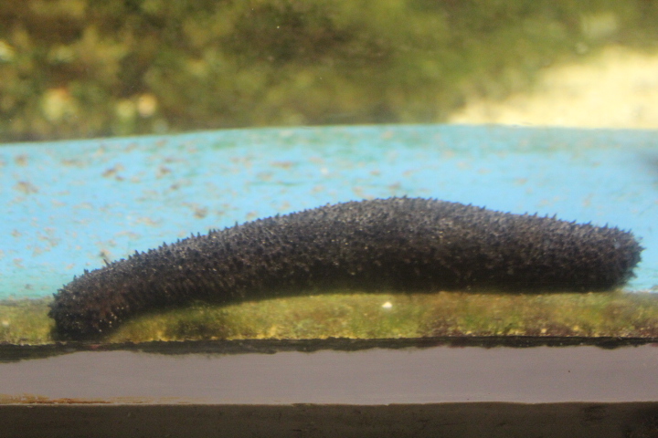 Black sea cucumber (Holothuria atra)