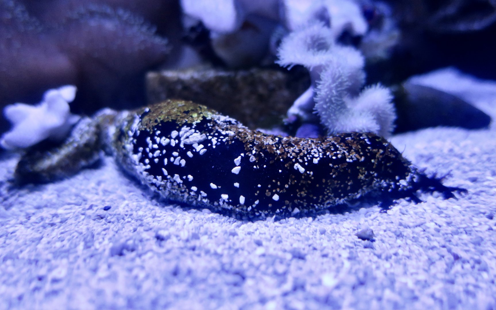 Black Sea Cucumber (Holothuria atra)