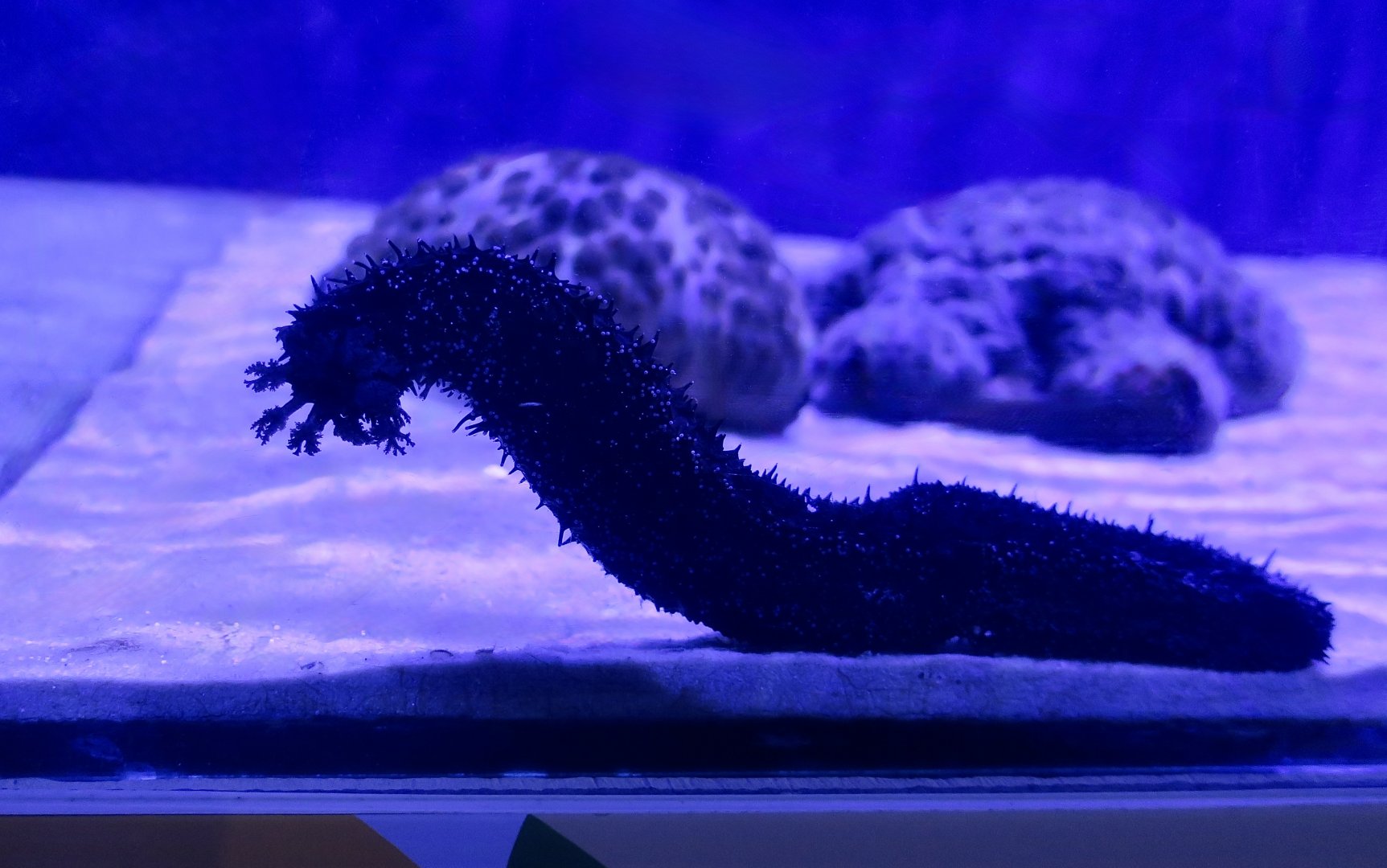 Black Sea Cucumber (Holothuria atra)