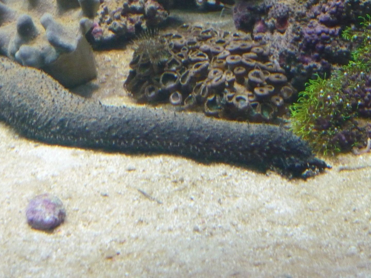 Black sea cucumber