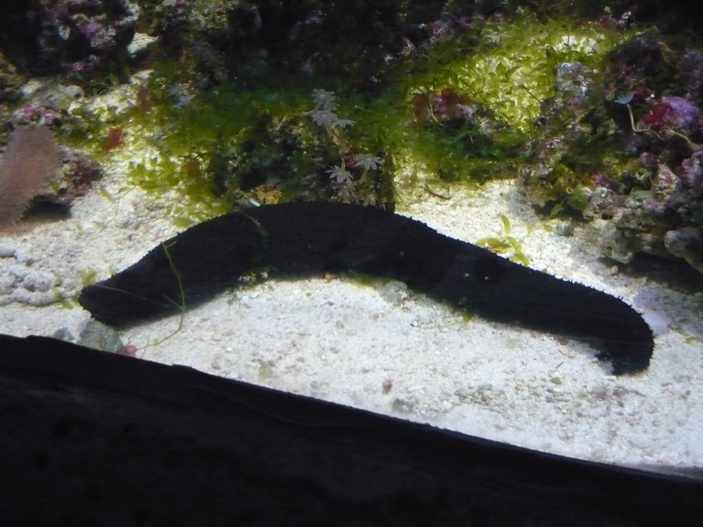 Black sea cucumber
