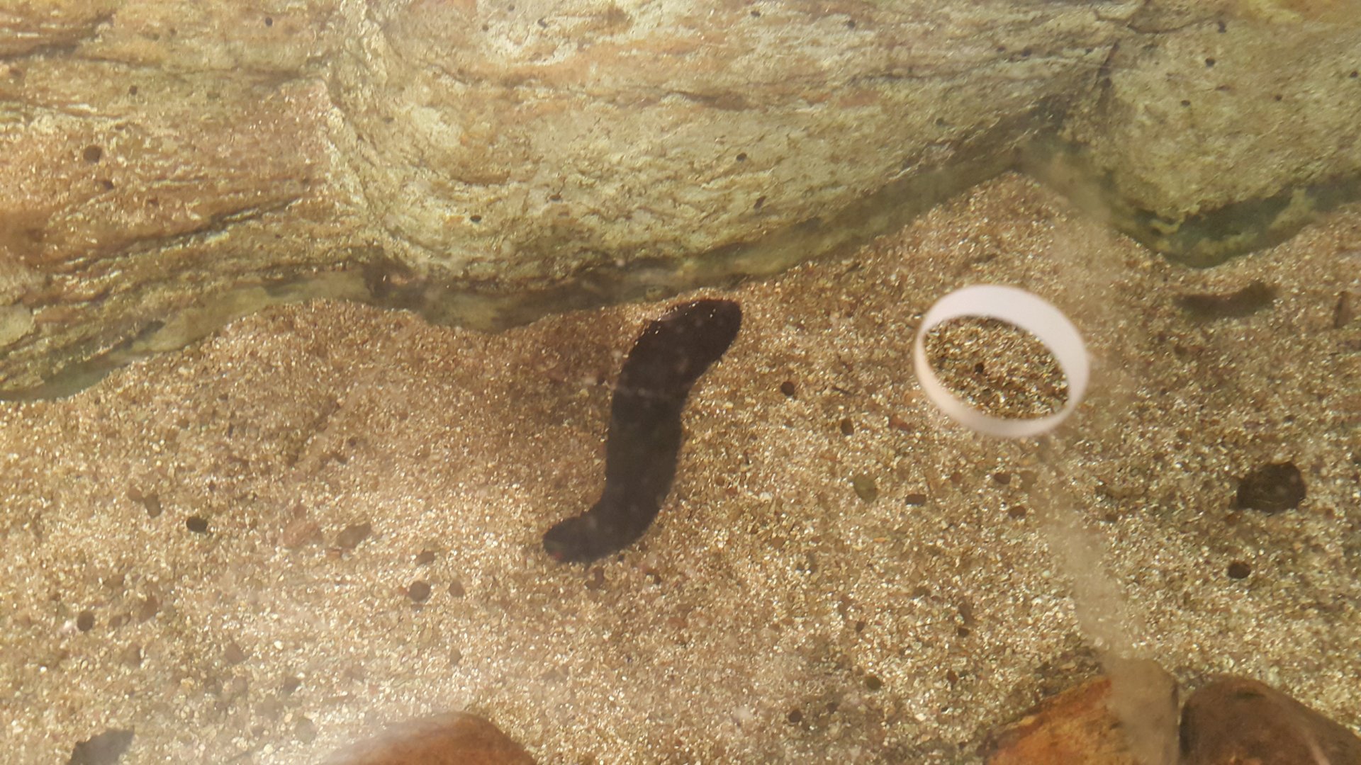 Black Sea Cucumber