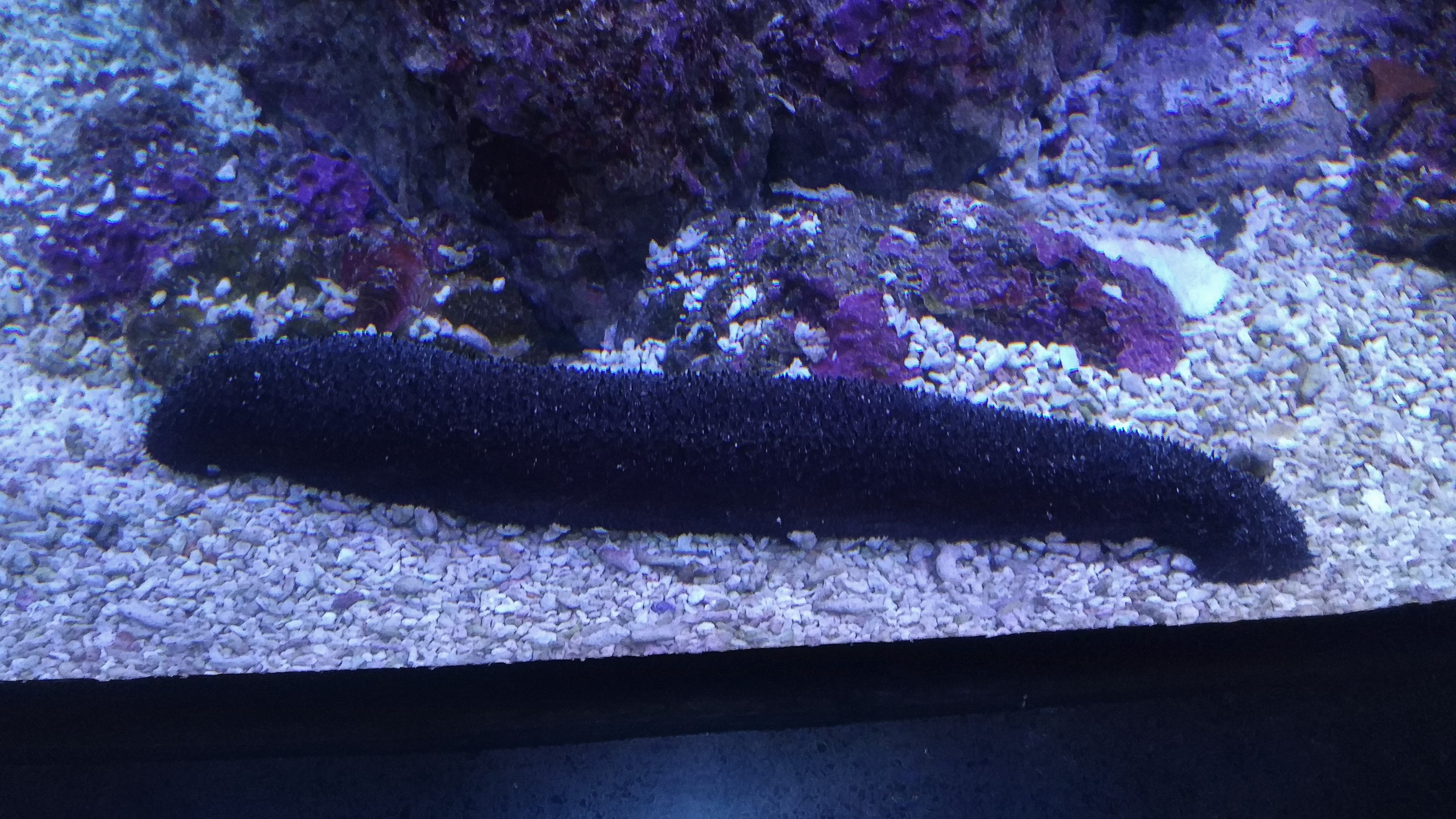 Black Sea Cucumber